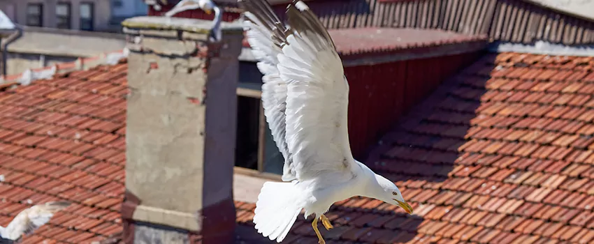 Residential Chimney Animal Removal Solution in Lochearn, MD