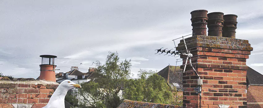 Chimney Cleaning And Restoration in Lochearn, Maryland
